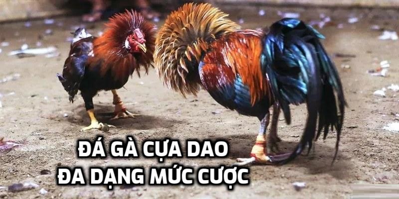 Cửa cược được nhiều người yêu thích là đá gà cựa dao