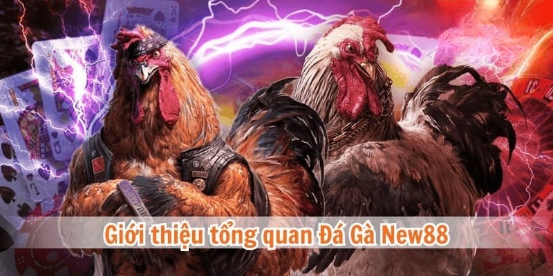 Hiểu thế nào về hình thức chơi đá gà NEW88