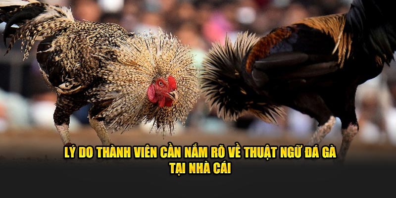 Lý do thành viên cần nắm rõ về thuật ngữ đá gà