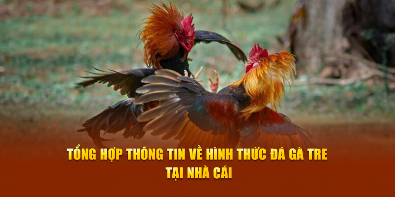 Tổng hợp thông tin về hình thức đá gà tre tại nhà cái