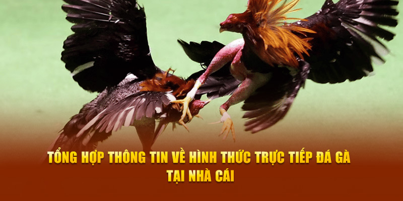 Tổng hợp thông tin về hình thức trực tiếp đá gà tại nhà cái